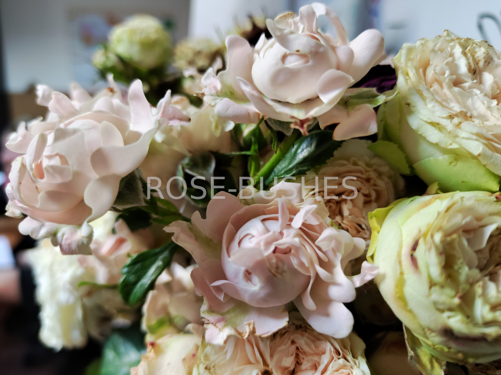 ���� ������. Sweet Ruffles. (�����, ����.) 